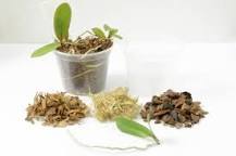 How to reproduce orchids easily?