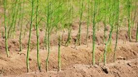 How to propagate asparagus?