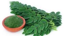 What does moringa cure? What does moringa cure?