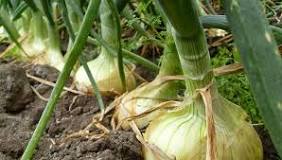 How long does it take to grow an onion plant?