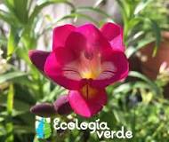 How to water freesias?