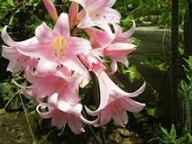 How is the belladonna flower? How is the belladonna flower?