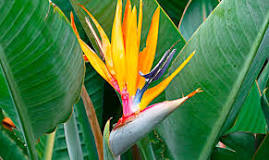 What fertilizer does the bird of paradise need?  - A PUZZLE