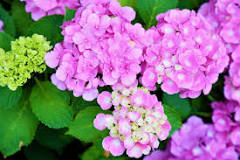 What flowers are there in March April?