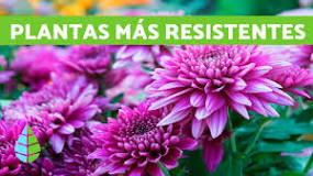 Which plants do not die in the cold?