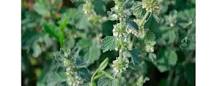 When does horehound flower?