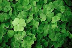 What is a 4 leaf clover called?  - A PUZZLE