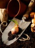 Who and when develops the bulbs?
