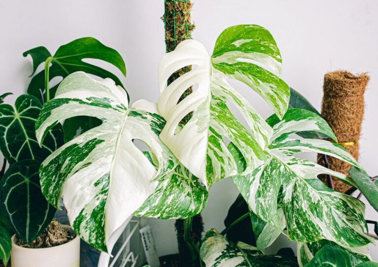 La Monstera variegata es una planta ex&oacute;tica