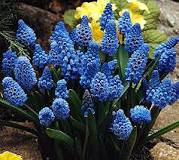 What is the care of the Muscari plant?  - A PUZZLE