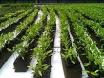 What is added to hydroponic water? What is added to hydroponic water?