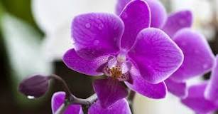 What should I put on my orchids to make them bloom?  –ISBUZZLE