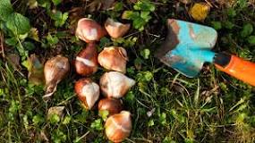 How are tulip bulbs planted? How are tulip bulbs planted?