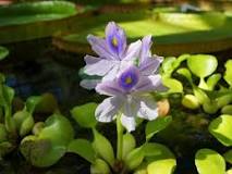 How to save a hyacinth? How to save a hyacinth?