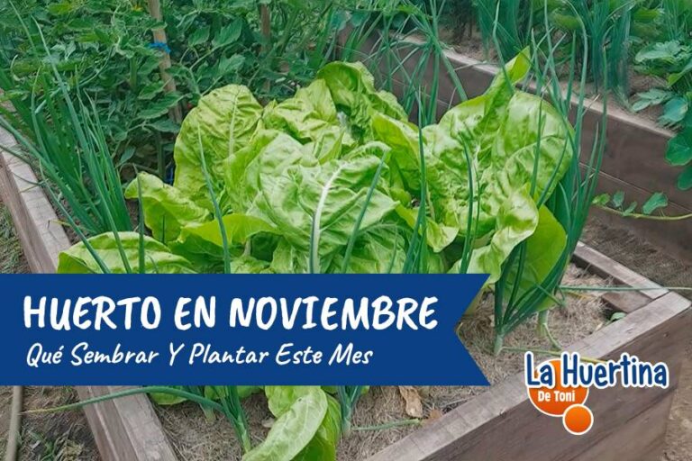 que sembrar en noviembre