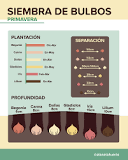 When to plant spring bulbs? When to plant spring bulbs?