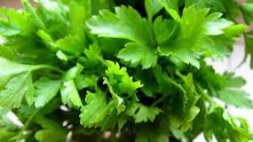 What is chervil and what is it used for?