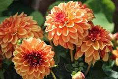 What type of fertilizer for dahlias?