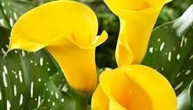 What does giving yellow callas mean? What does giving yellow callas mean?