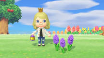 How to make purple hyacinths?