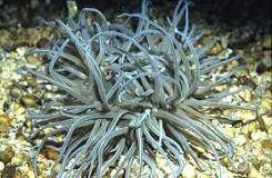 What happens if you touch an anemone?