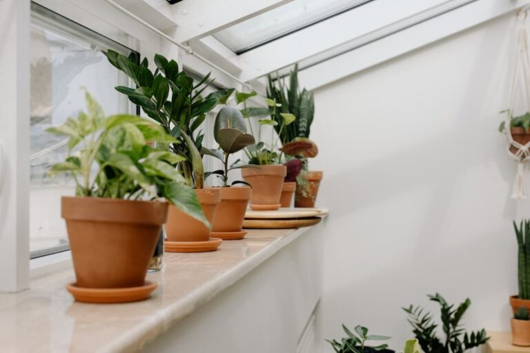 Las plantas de interior se han de trasplantar
