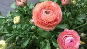 When to plant ranunculus bulbs?