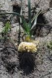 What is the name of the plant that looks like an onion?