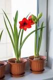 What soil does amaryllis need?