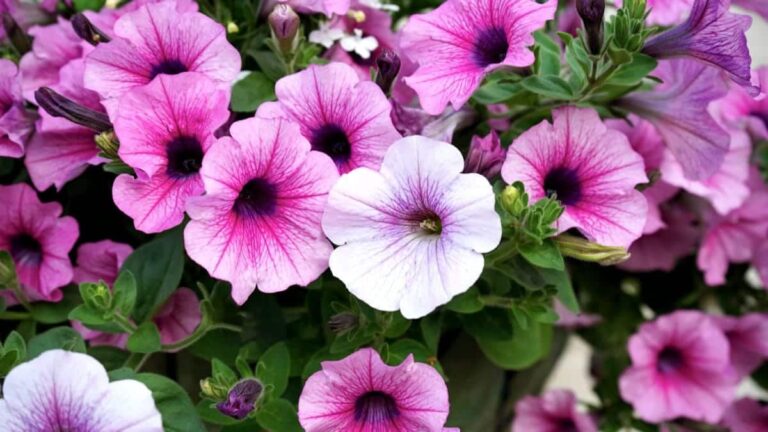 Las petunias pueden estar pegajosas