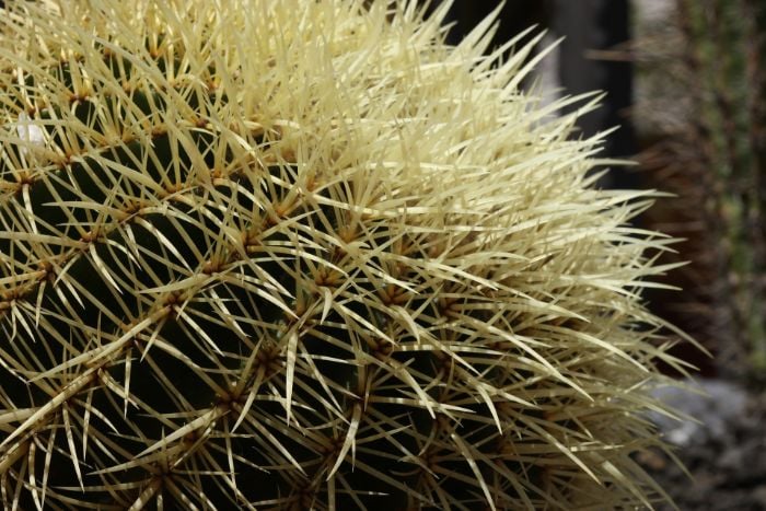 Why do cacti have thorns?