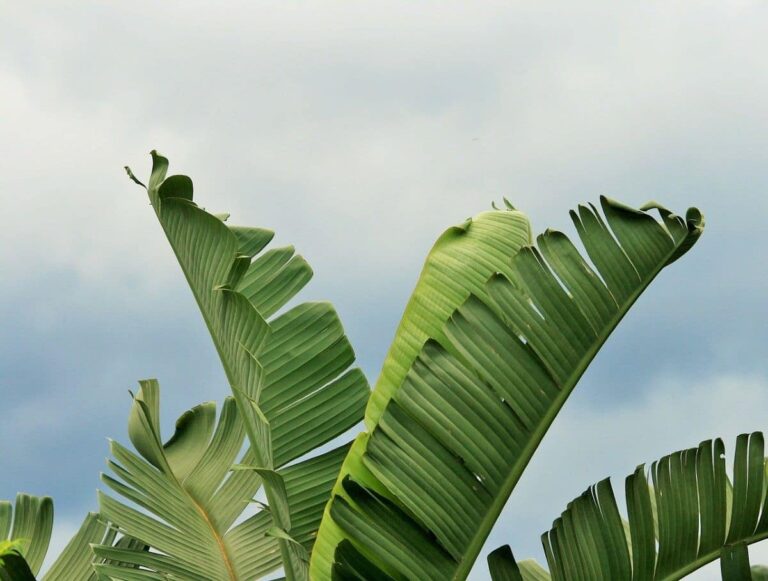 Las Strelitzia tienen hojas verdes