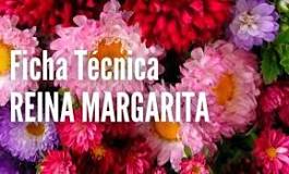 How to care for the queen margarita plant?