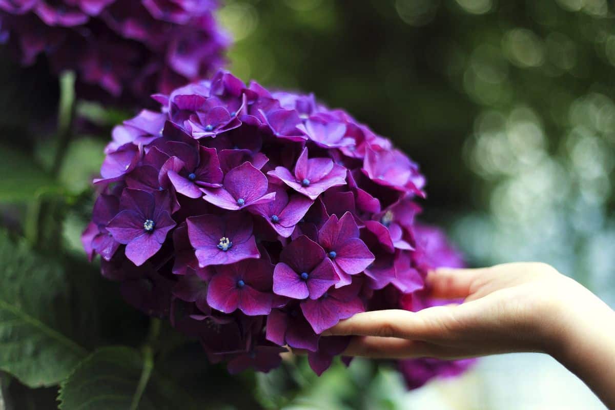 burnt flower hydrangeas
