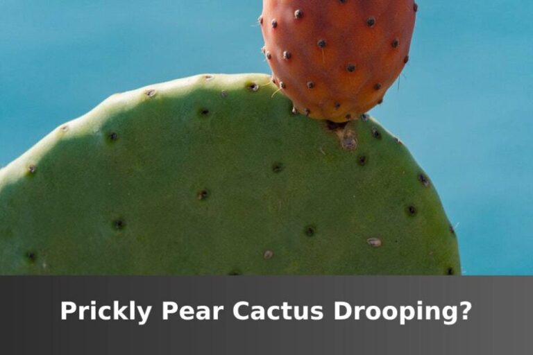 Nopal con texto en la parte inferior