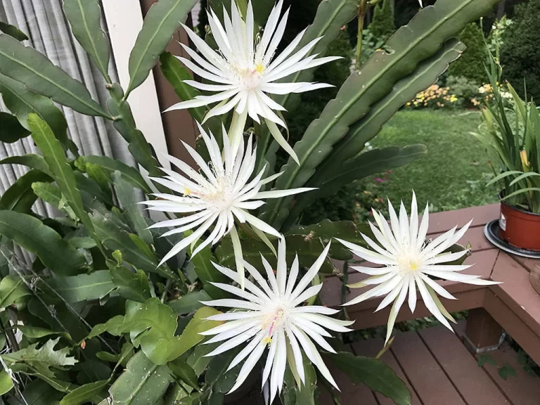 Queen of the Night Cactus Care: hoja de aseo definitiva