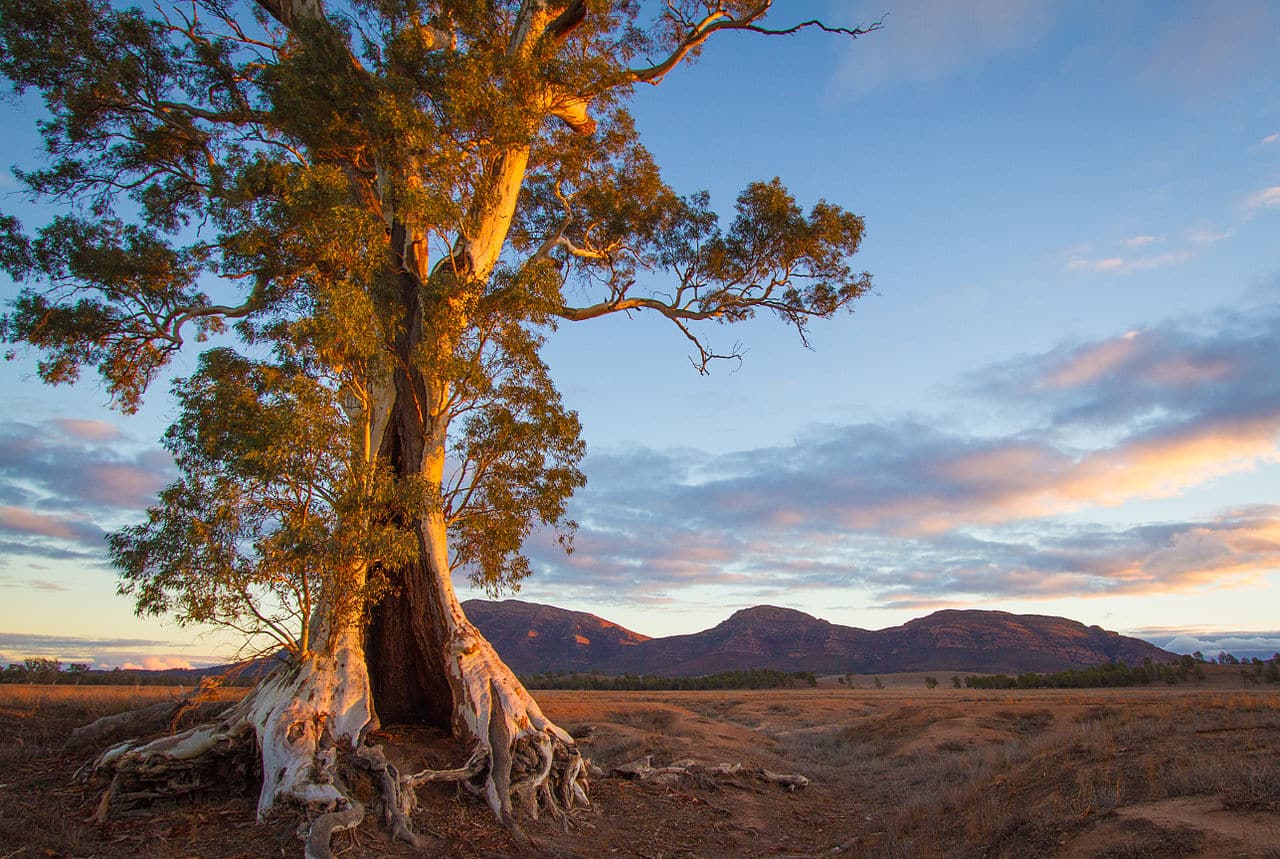 There are many Australian trees
