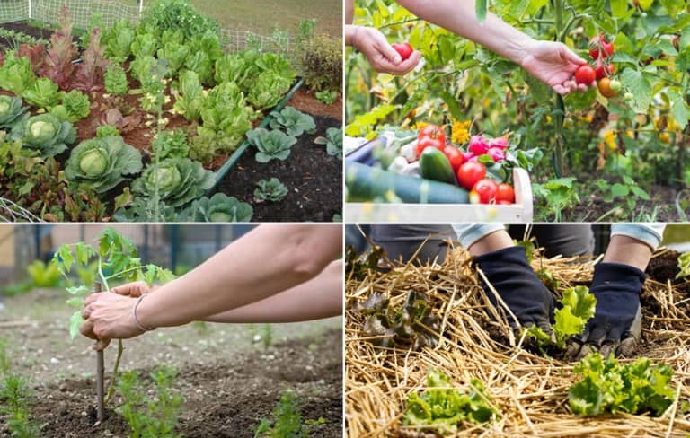 10 Common Mistakes When Growing Vegetables You Can Avoid
