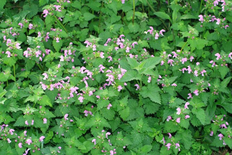 Hay muchas plantas que provocan sarpullido