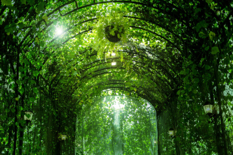 12 Flowering Climbing Plants and Vines That Thrive in Shady Areas
