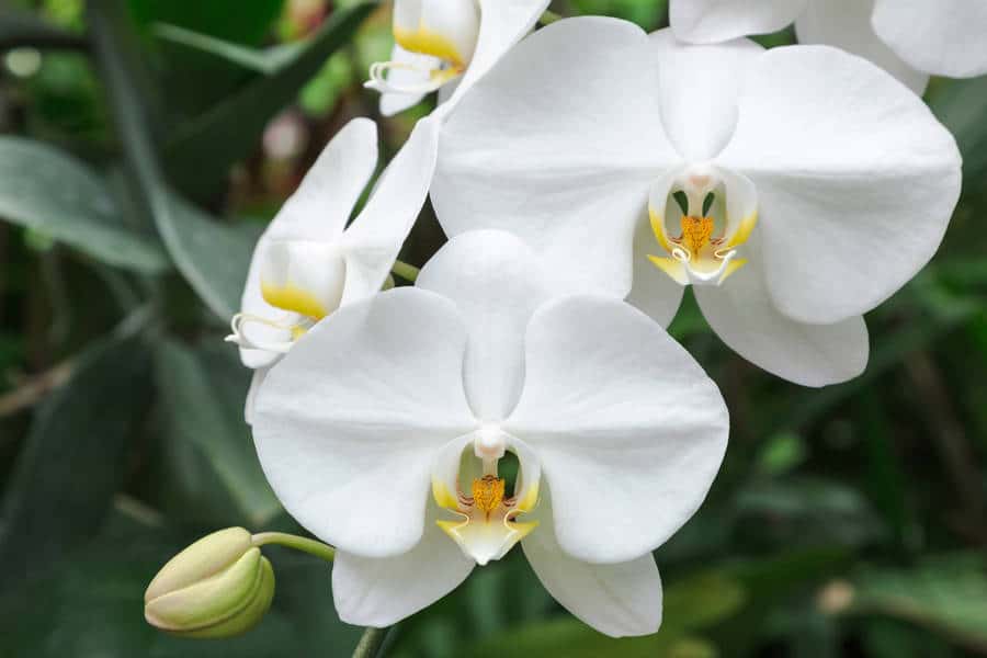 15 amazing facts about the Phalaenopsis orchid