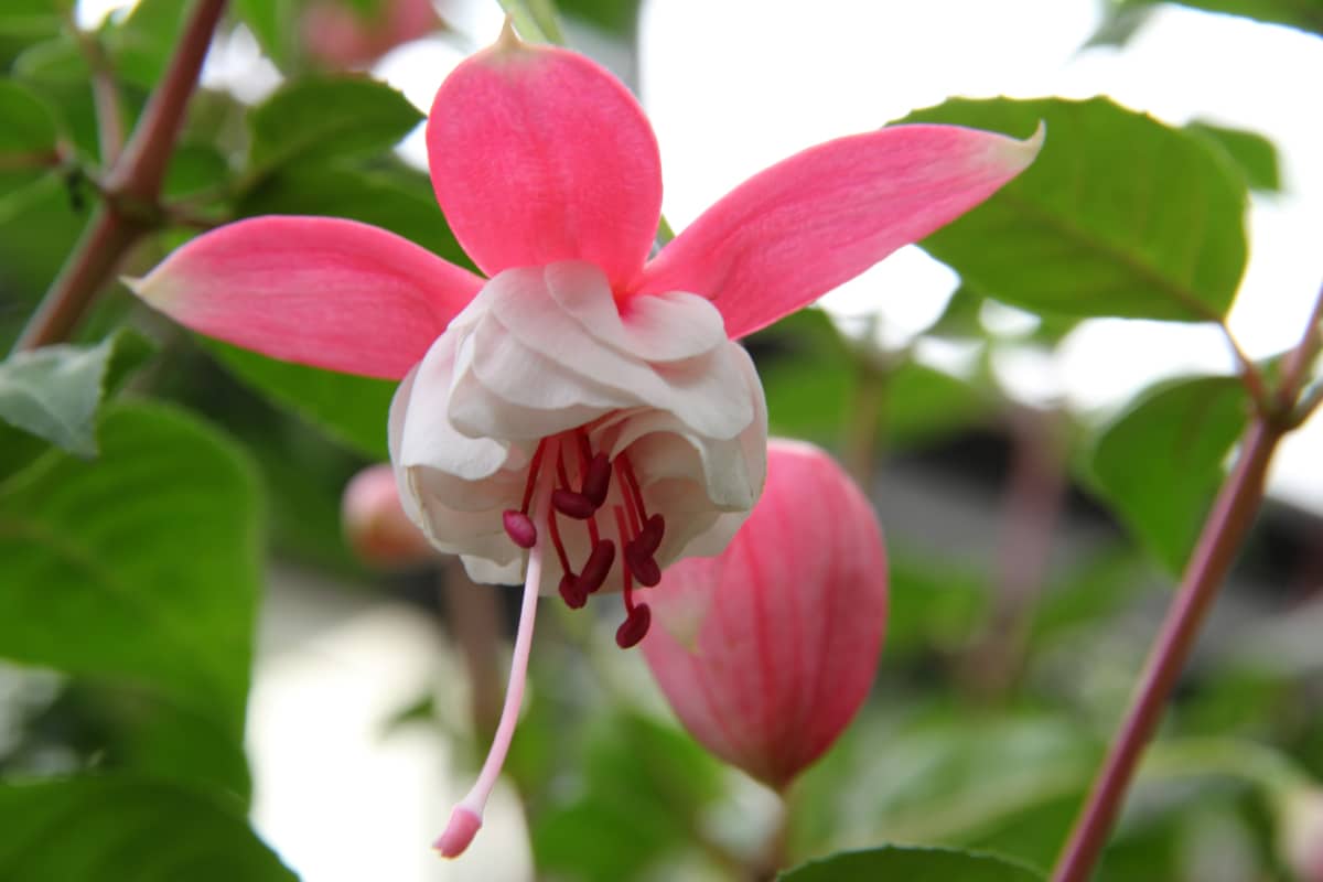 Fuchsia is a shrub that can hybridize
