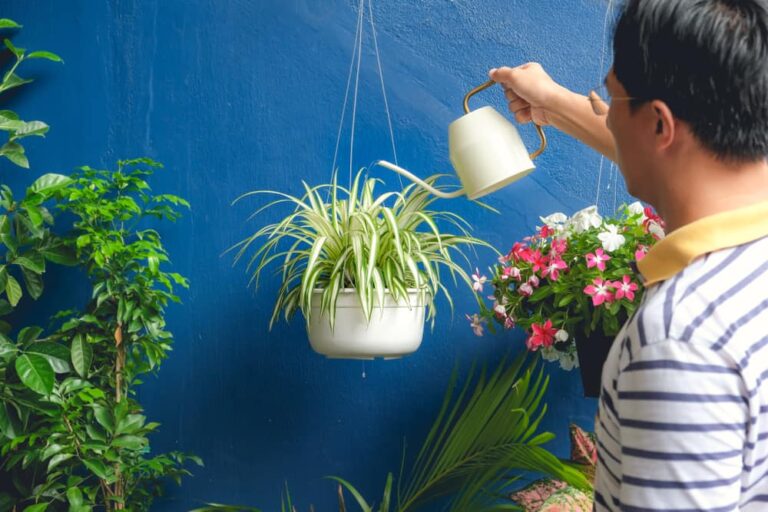 How to Grow and Care for Spider Plants