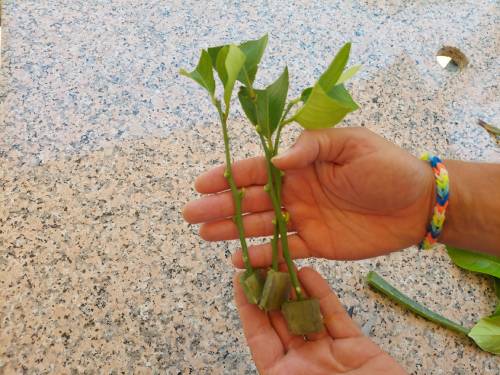 lemon tree cuttings