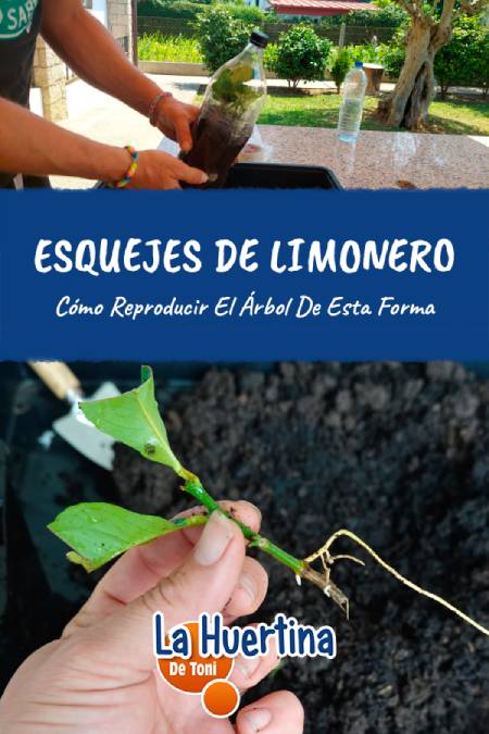 lemon tree cut