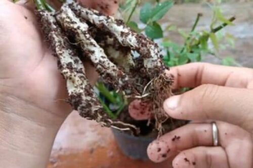 Growing roses from cuttings with toilet paper