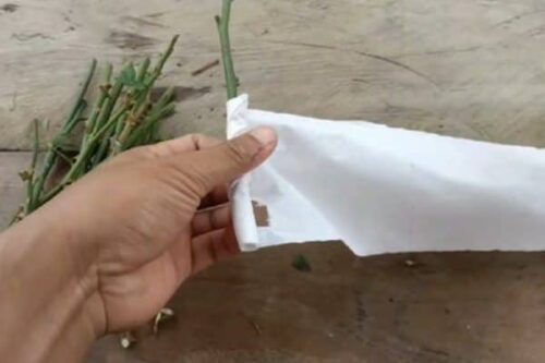 Growing roses from cuttings with toilet paper