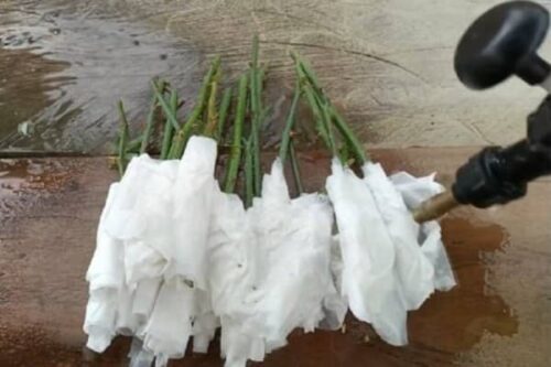 Growing roses from cuttings with toilet paper