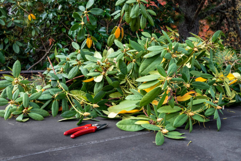 8 plants you should never prune in the fall