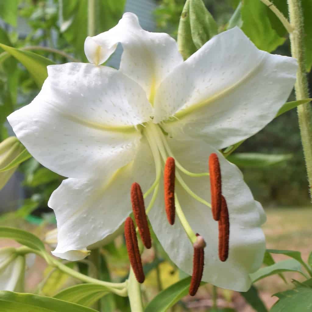 10 varieties of lilies to fall in love with – ISPUZZLE - Global ...